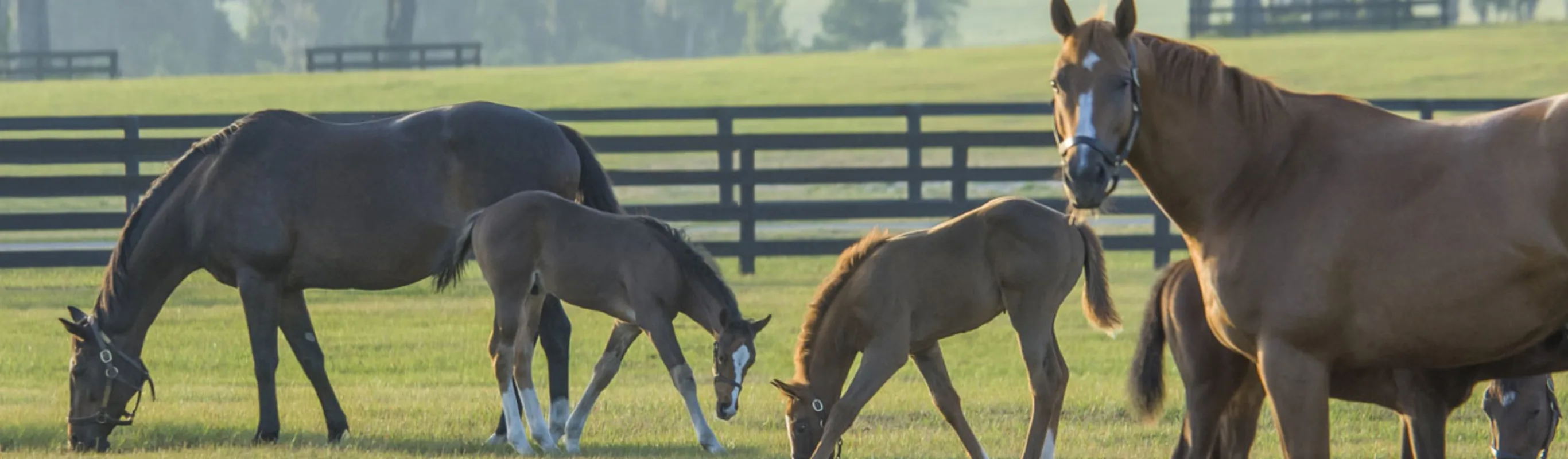 A group of mares and foals grazing.